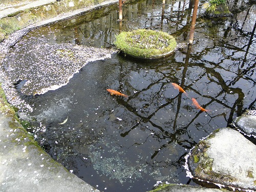 阿蘇神社4