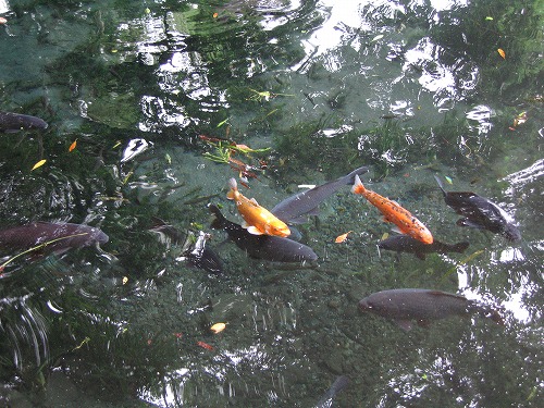 明神池名水公園12
