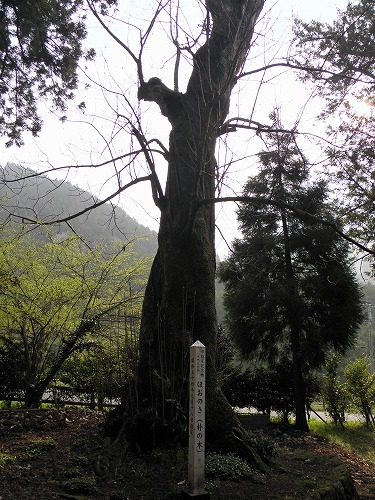 国造神社27
