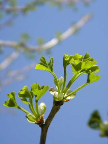 花11