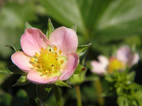 花20