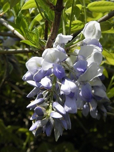 花9