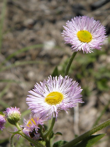 花10