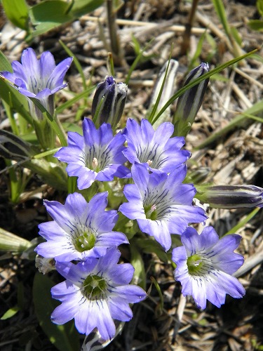 花13