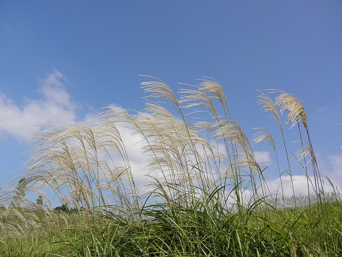花21