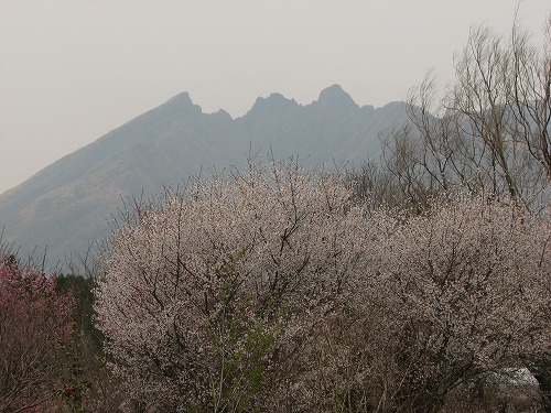 高森花公園4