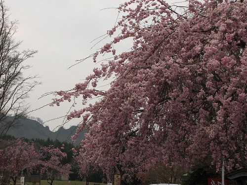 高森花公園5
