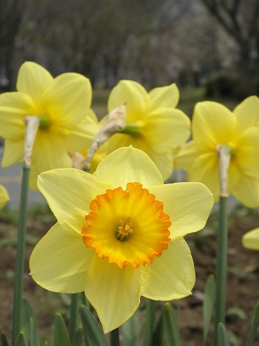 高森花公園11