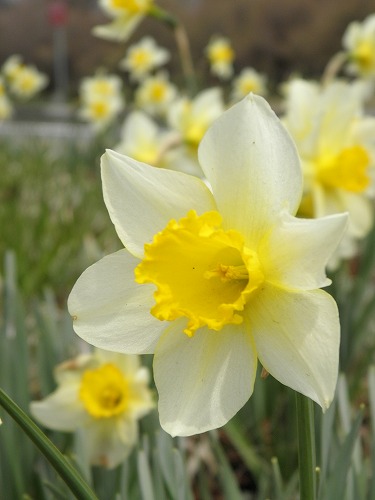 高森花公園12
