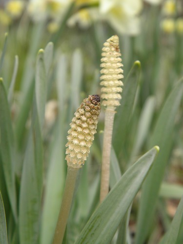 高森花公園13