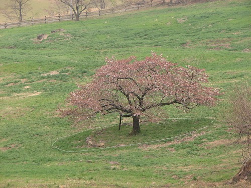 観音桜4