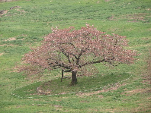 観音桜5