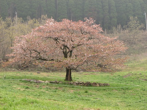 観音桜1