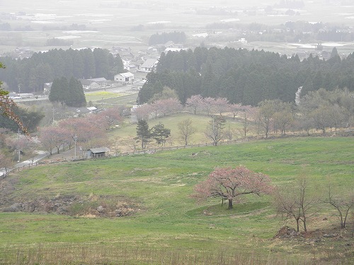観音桜7