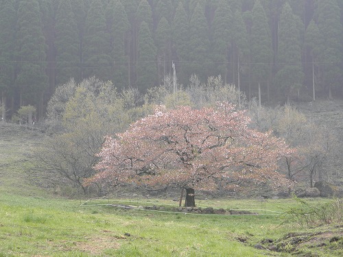 観音桜3