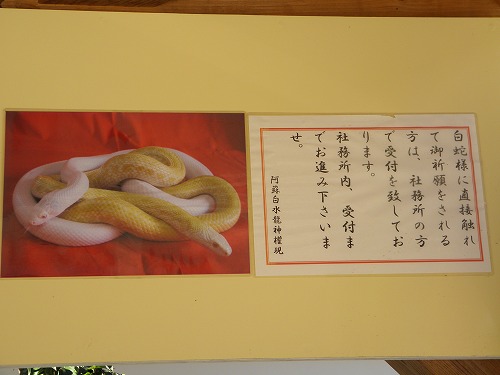 白水龍神4