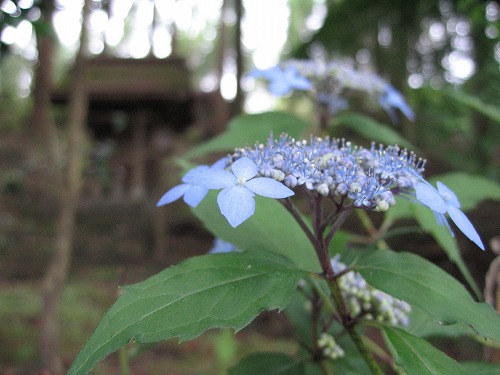 西巌殿寺9