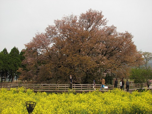一心行の桜2