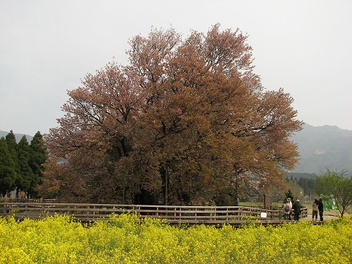 一心行の桜1