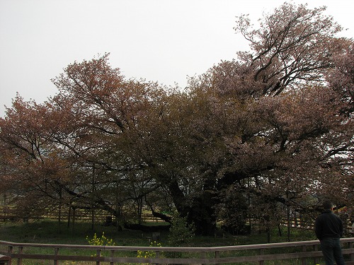 一心行の桜3