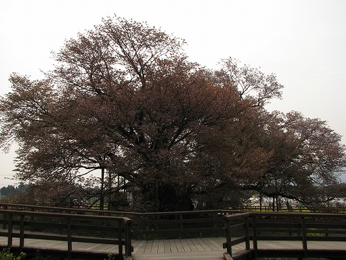 一心行の桜4