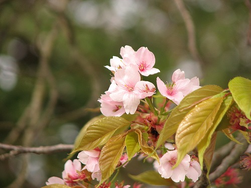 一心行の桜2