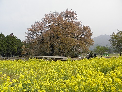 一心行の桜3