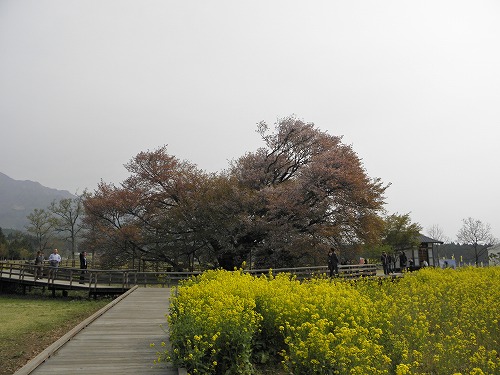 一心行の桜4