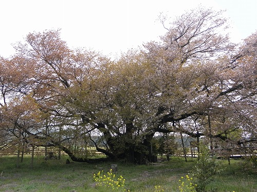 一心行の桜5