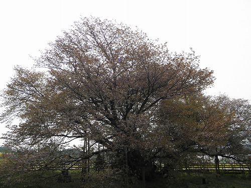 一心行の桜6