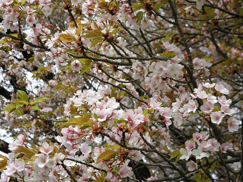 一心行の桜1
