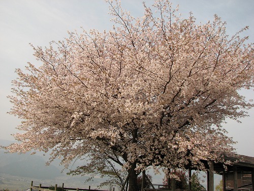 一本桜1