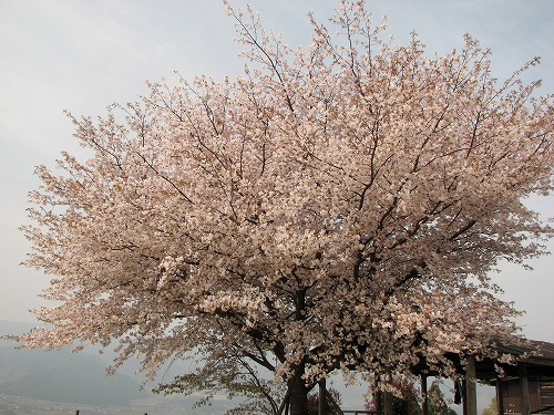 一本桜2