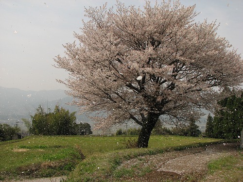 一本桜7