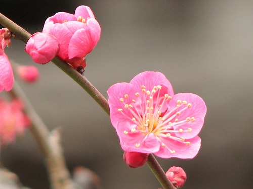 光専寺6