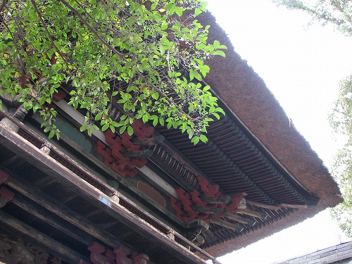青井阿蘇神社9