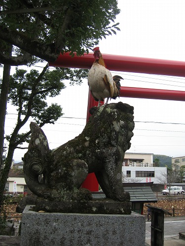 鶏13