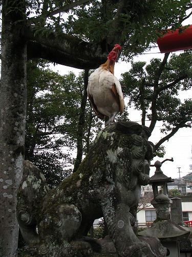 鶏18