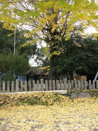 老神社15