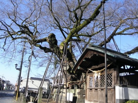 将軍木3