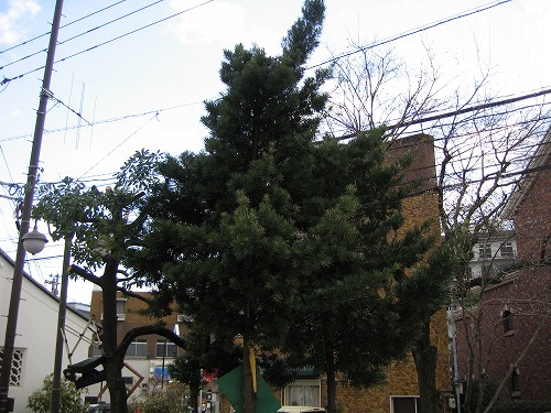湊公園10