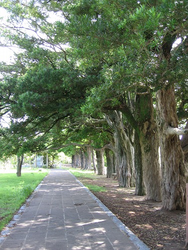 亀岡公園11