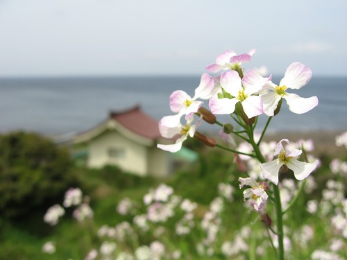 山頭草原7