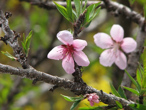 うしわきの森9