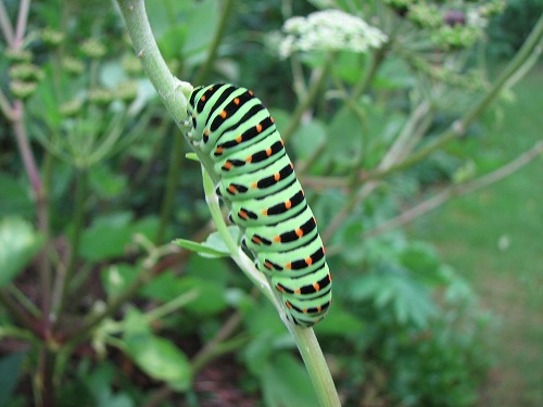 昆虫自然園16