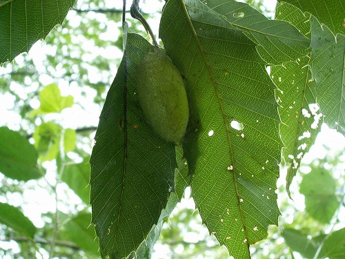 昆虫自然園9