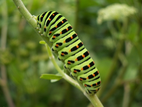 昆虫自然園17