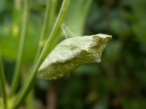 昆虫自然園20