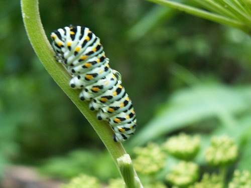昆虫自然園18