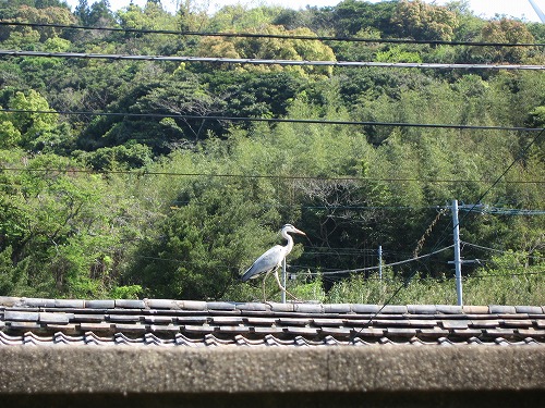 西福寺7